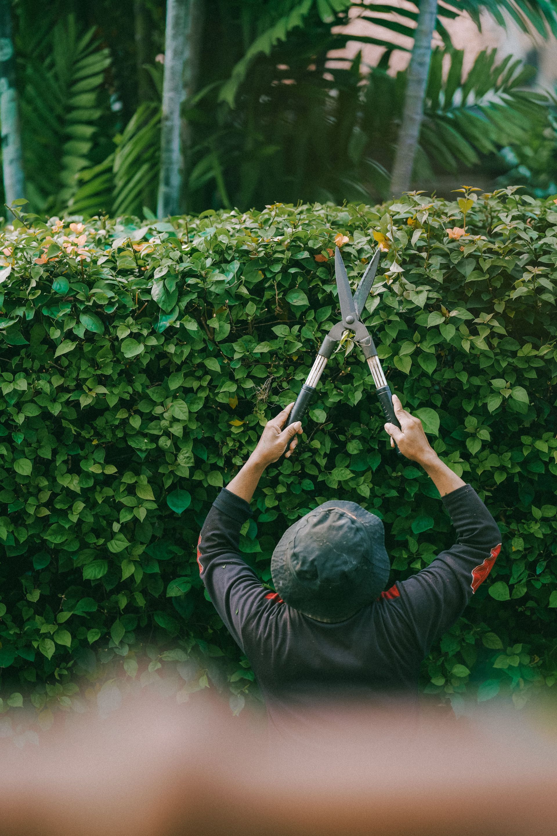 A gardener trimming lush green hedges outdoors in a tropical garden in Jakarta, Indonesia.